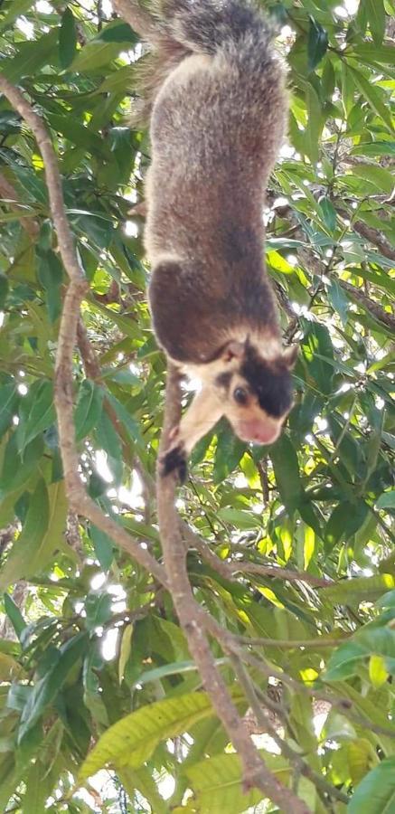 Rashmi Homestay Balapitiya Bagian luar foto